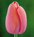 Tulip Bulbs "Menton" Single Late , fall planting - Caribbean garden seed