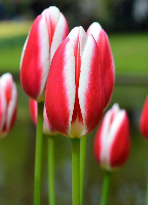 Tulip Bulbs 'Candy APPLE DELIGHT  'Bloom Spring,12/+cm, - Caribbean garden seed