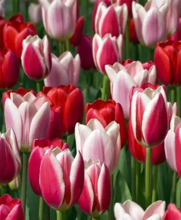 Tulip Bulbs 'Candy APPLE DELIGHT  'Bloom Spring,12/+cm, - Caribbean garden seed