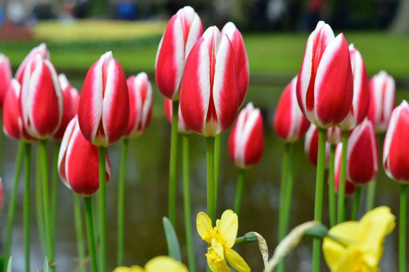 Tulip Bulbs 'Candy APPLE DELIGHT  'Bloom Spring,12/+cm, - Caribbean garden seed