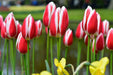 Tulip Bulbs 'Candy APPLE DELIGHT  'Bloom Spring,12/+cm, - Caribbean garden seed