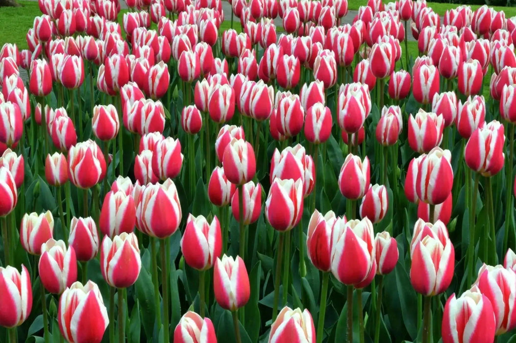 Tulip Bulbs 'Candy APPLE DELIGHT  'Bloom Spring,12/+cm, - Caribbean garden seed