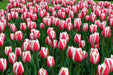 Tulip Bulbs 'Candy APPLE DELIGHT  'Bloom Spring,12/+cm, - Caribbean garden seed