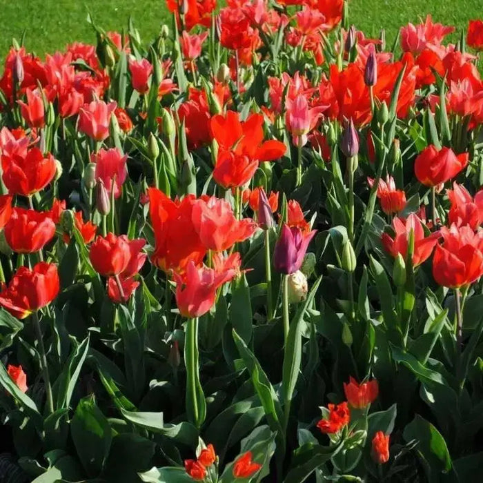 Tulip BULBS ,All Season Red Mix ,Now shipping ! - Caribbean garden seed
