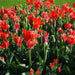 Tulip BULBS ,All Season Red Mix ,Now shipping ! - Caribbean garden seed