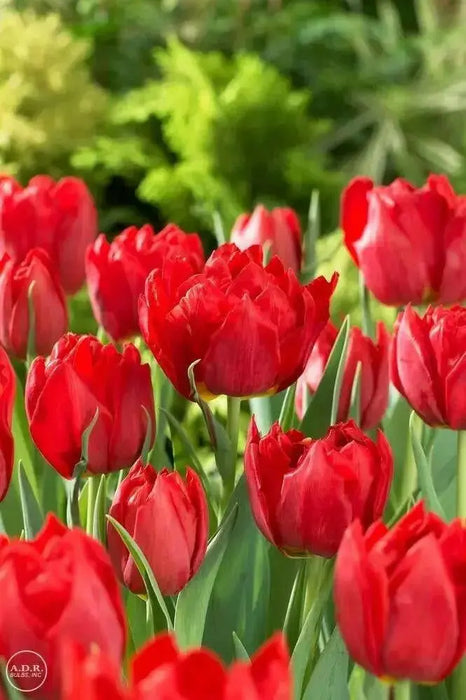 Tulip BULBS ,All Season Red Mix ,Now shipping ! - Caribbean garden seed
