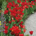 Tulip BULBS ,All Season Red Mix ,Now shipping ! - Caribbean garden seed
