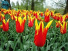 Tulip BULBS 'Fire Wings' (Lily-flowered), Bloom Late Spring - Caribbean garden seed