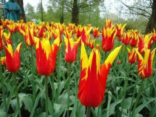 Tulip BULBS 'Fire Wings' (Lily-flowered), Bloom Late Spring - Caribbean garden seed
