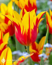 Tulip BULBS 'Fire Wings' (Lily-flowered), Bloom Late Spring - Caribbean garden seed