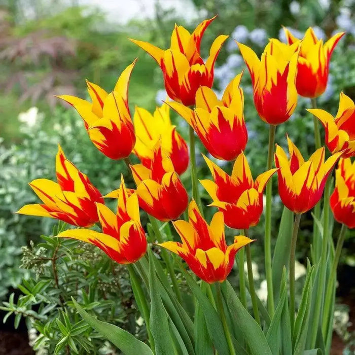 Tulip BULBS 'Fire Wings' (Lily-flowered), Bloom Late Spring - Caribbean garden seed