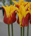 Tulip BULBS 'Fire Wings' (Lily-flowered), Bloom Late Spring - Caribbean garden seed