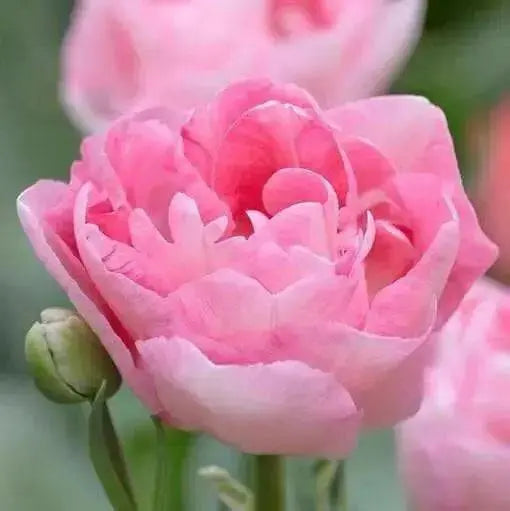 Tulip Bulbs "Angelique" Double Late, FALL PLANTING - Caribbean garden seed