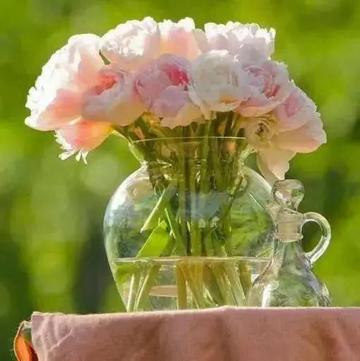 Tulip Bulbs "Angelique" Double Late, FALL PLANTING - Caribbean garden seed