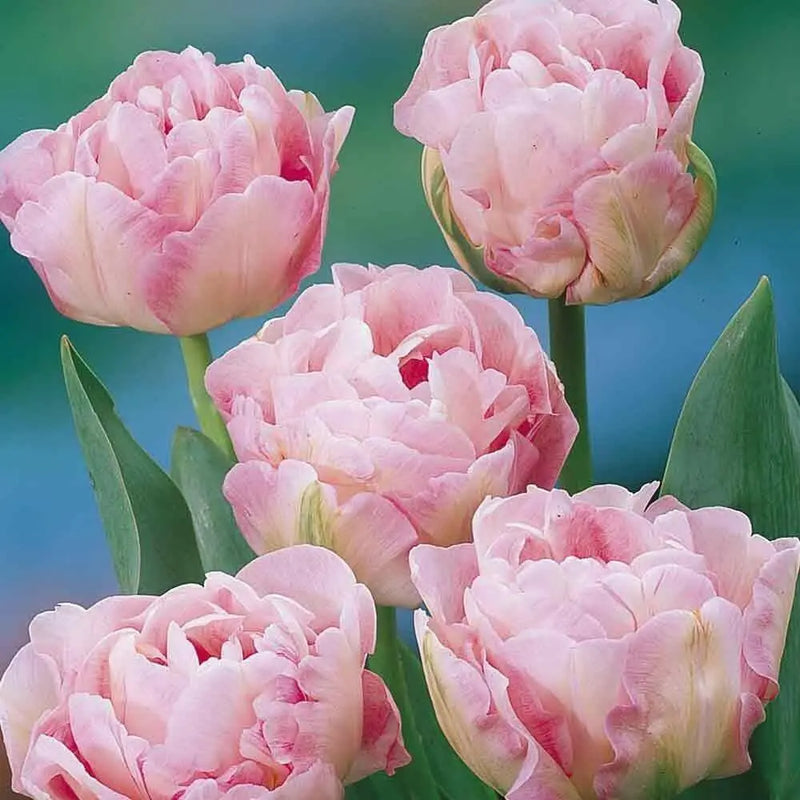 Tulip Bulbs "Angelique" Double Late, FALL PLANTING - Caribbean garden seed