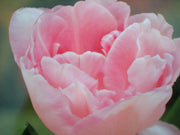 Tulip Bulbs "Angelique" Double Late, FALL PLANTING - Caribbean garden seed