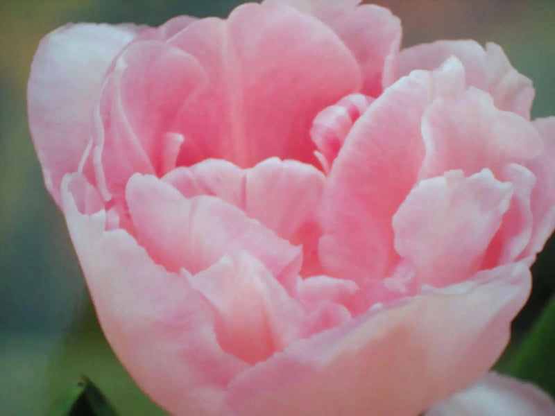 Tulip Bulbs "Angelique" Double Late, FALL PLANTING - Caribbean garden seed