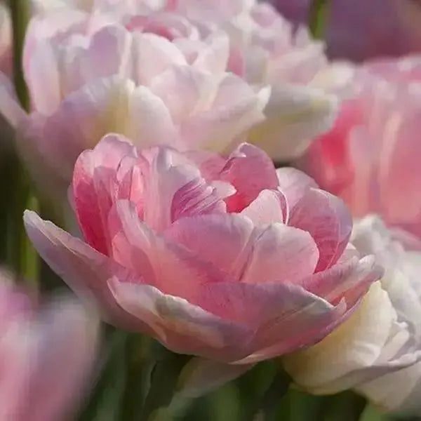Tulip Bulbs "Angelique" Double Late, FALL PLANTING - Caribbean garden seed