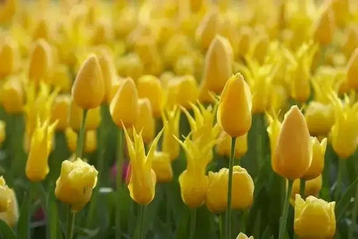 Tulip BULBS ,All Season yellow Mix ,Now shipping ! - Caribbean garden seed