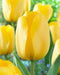 Tulip BULBS ,All Season yellow Mix ,Now shipping ! - Caribbean garden seed