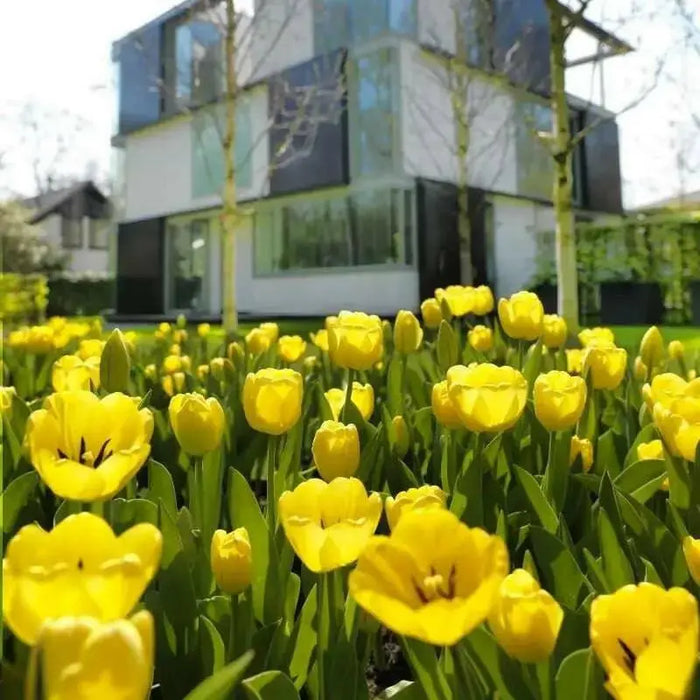 Tulip BULBS ,All Season yellow Mix ,Now shipping ! - Caribbean garden seed