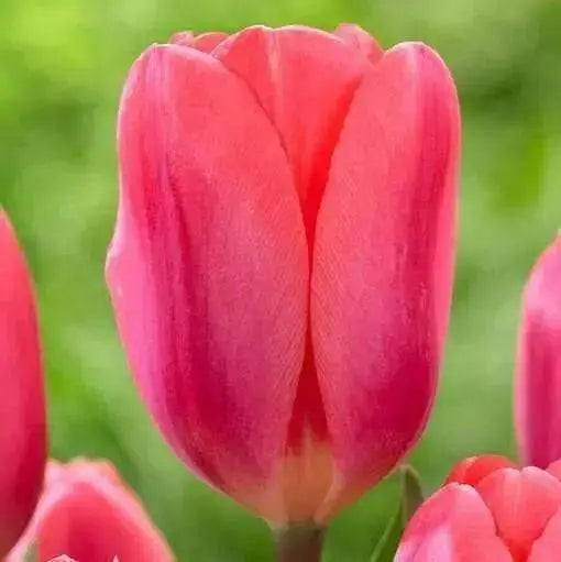 Tulip Bulbs 'Darwin Hybrid Cosmopolitan' - Caribbean garden seed