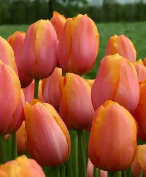 Tulip Bulbs ,Dordogne ,Single Late, Shipping Now - Caribbean garden seed
