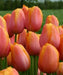 Tulip Bulbs ,Dordogne ,Single Late, Shipping Now - Caribbean garden seed