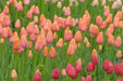 Tulip Bulbs ,Dordogne ,Single Late, Shipping Now - Caribbean garden seed