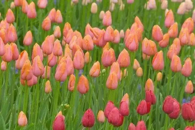 Tulip Bulbs ,Dordogne ,Single Late, Shipping Now - Caribbean garden seed