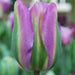 Tulip Bulbs 'Night Rider, Fall Planting Bulbs. Shipping now! - Caribbean garden seed