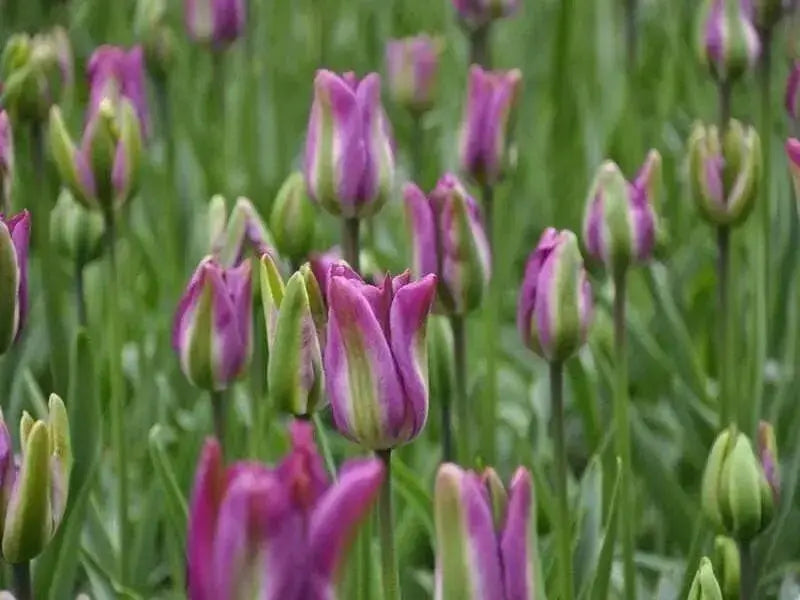 Tulip Bulbs 'Night Rider, Fall Planting Bulbs. Shipping now! - Caribbean garden seed