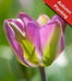 Tulip Bulbs 'Night Rider, Fall Planting Bulbs. Shipping now! - Caribbean garden seed