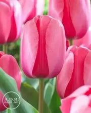 Tulip BULBS ,All Season PINK Mix ,Now shipping ! - Caribbean garden seed