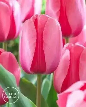 Tulip BULBS ,All Season PINK Mix ,Now shipping ! - Caribbean garden seed