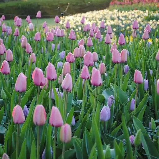 Tulip BULBS ,All Season PINK Mix ,Now shipping ! - Caribbean garden seed