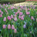 Tulip BULBS ,All Season PINK Mix ,Now shipping ! - Caribbean garden seed