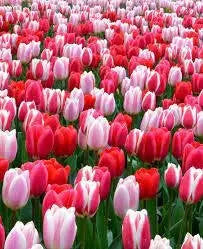 Tulip BULBS ,All Season PINK Mix ,Now shipping ! - Caribbean garden seed