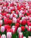 Tulip BULBS ,All Season PINK Mix ,Now shipping ! - Caribbean garden seed