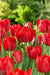Tulip BULBS ,All Season Red Mix ,Now shipping ! - Caribbean garden seed
