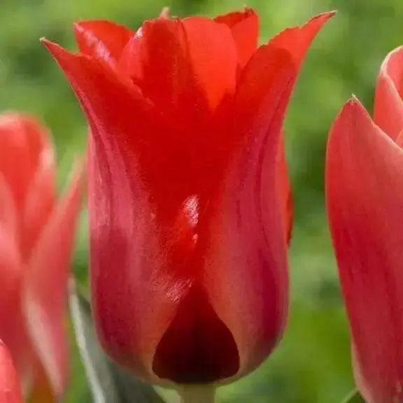 TULIP Bulbs , Red Riding Hood/Mary Ann, Early  Blooming,12/+cm,Plant Autumn for great results in the Spring, NOW SHIPPING ! - Caribbean garden seed