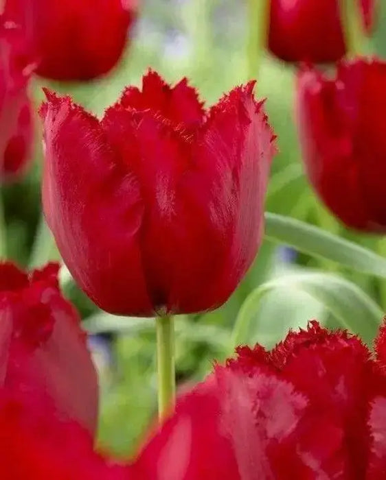 Tulip Bulbs , Fringed Tulip (RED WING) Fall Planting Bulbs! - Caribbean garden seed