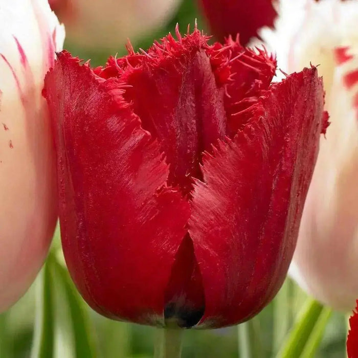 Tulip Bulbs , Fringed Tulip (RED WING) Fall Planting Bulbs! - Caribbean garden seed
