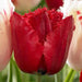 Tulip Bulbs , Fringed Tulip (RED WING) Fall Planting Bulbs! - Caribbean garden seed