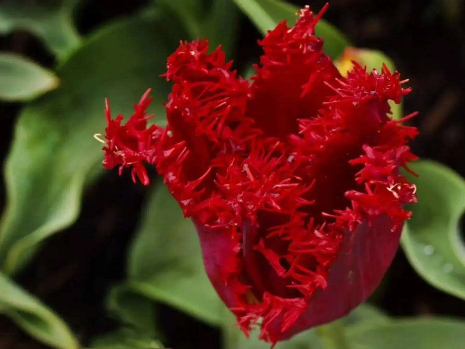 Tulip Bulbs , Fringed Tulip (RED WING) Fall Planting Bulbs! - Caribbean garden seed