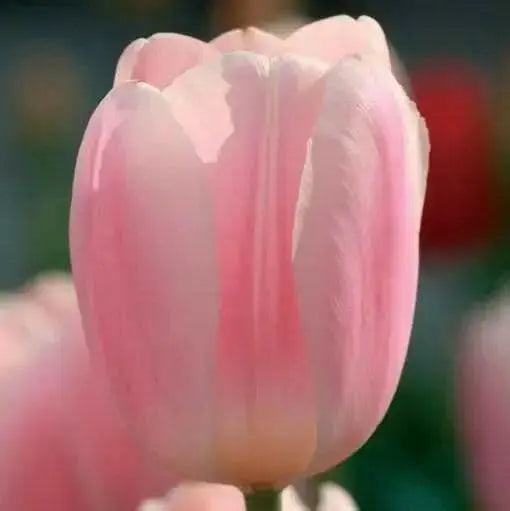 Tulip BULBS - Darwin Hybrid Apricot Delight - BLOOM MID SPRING, Fall planting - Caribbean garden seed