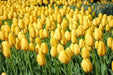 Tulip Bulbs ,big smile ,Single Late, FALL PLANTING - Caribbean garden seed