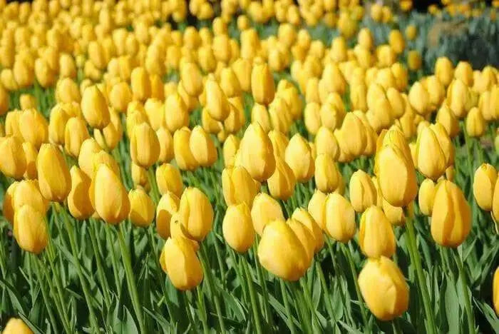 Tulip Bulbs ,big smile ,Single Late, FALL PLANTING - Caribbean garden seed