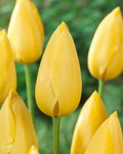 Tulip Bulbs ,big smile ,Single Late, FALL PLANTING - Caribbean garden seed