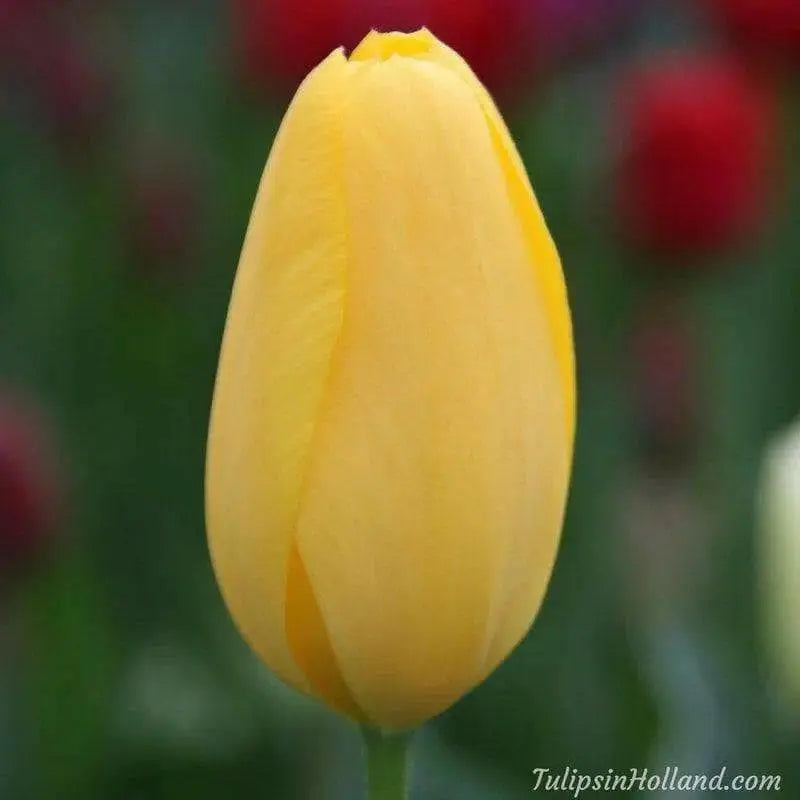 Tulip Bulbs ,big smile ,Single Late, FALL PLANTING - Caribbean garden seed